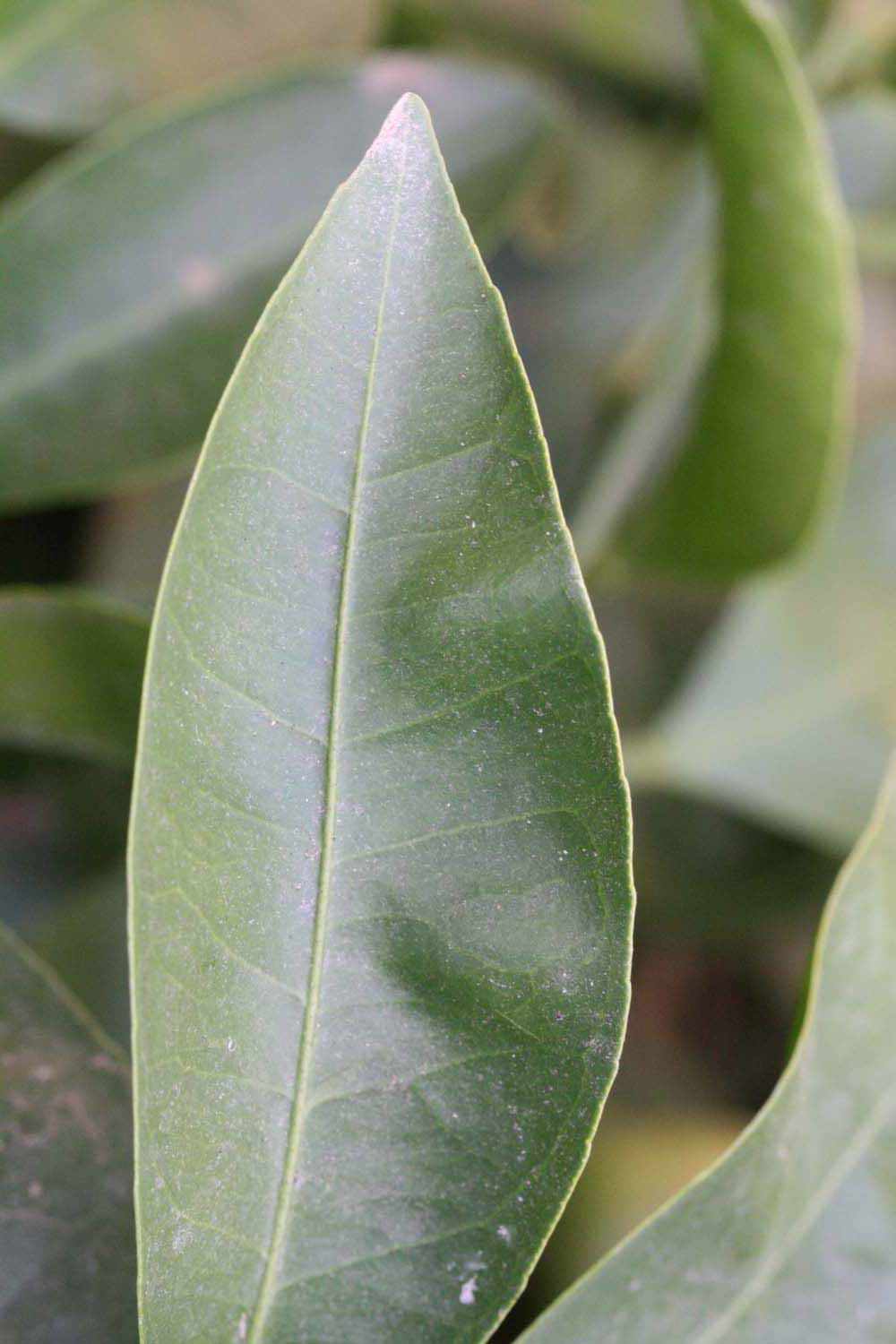              Margin (Riverside, CA)       